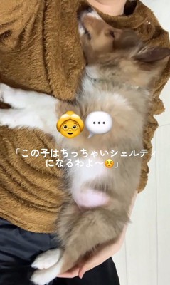 ソフィーちゃんのビフォーアフター5
