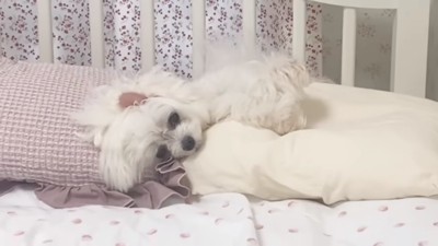 悲しみに暮れる苺ちゃん