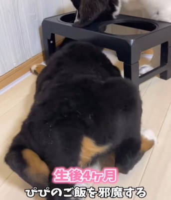 ご飯の邪魔をする犬