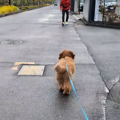 男性に駆け寄る小型犬