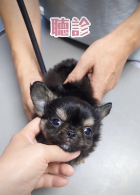 大きな瞳にキュンです