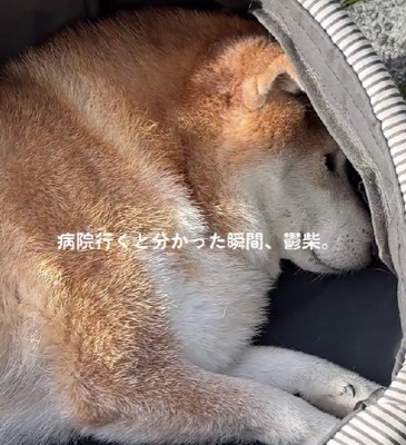老犬ならではのアピール