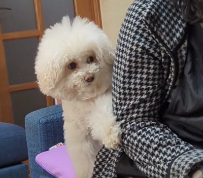 隣から見つめる犬