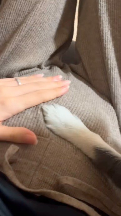 女性のお腹に前足を当てる犬