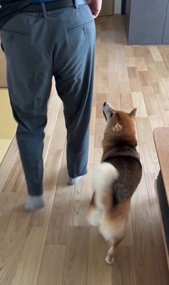 大好きなおじさんが来た時のはちちゃん⑩