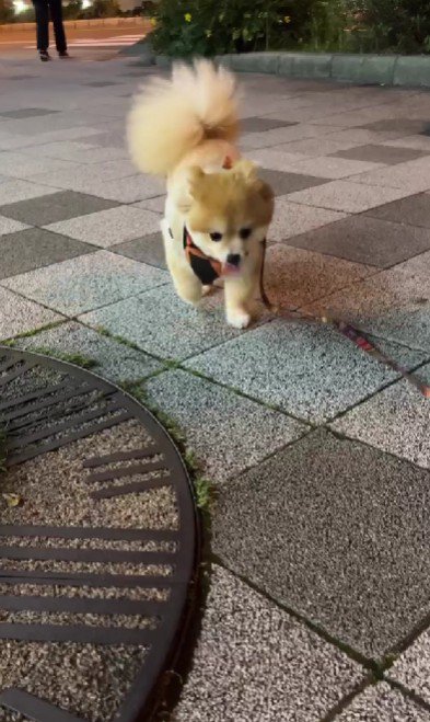 お散歩大好き!!