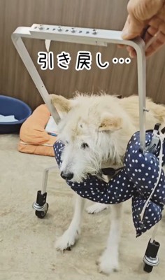 おばあちゃんワンコを車椅子に乗せたら4