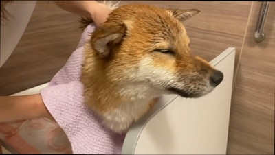 女性にタオルで体を拭かれる犬