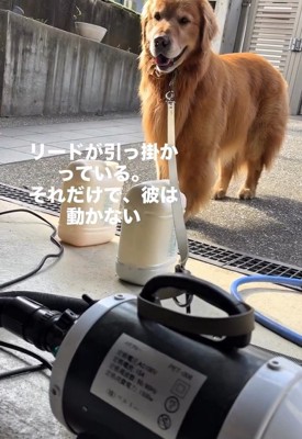 工具に引っ掛かり動かないチェスターくん