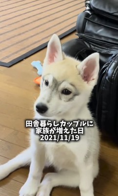 シベリアンハスキーの子犬