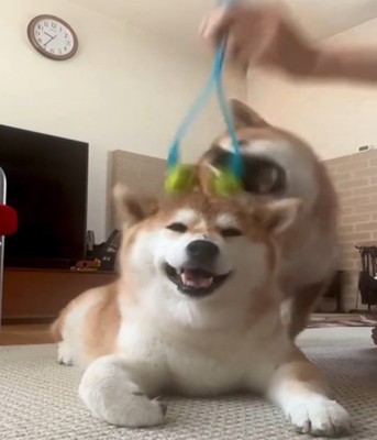 飛びかかる犬