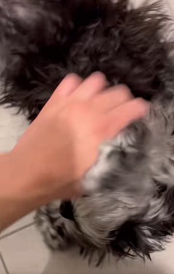 ひっくり返るテオくん