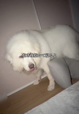 抱き枕のそばに立つ犬