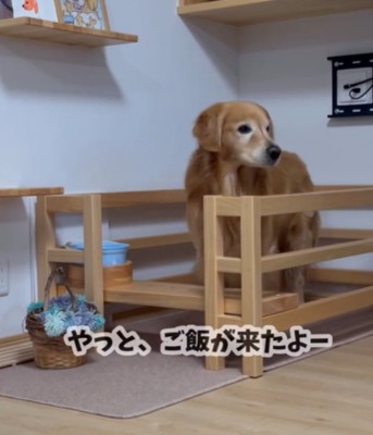 顔を上げる犬