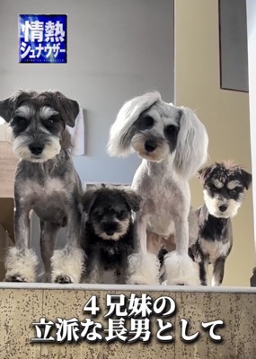 4匹で並ぶ犬たち