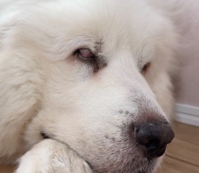 重そうなまぶたの犬