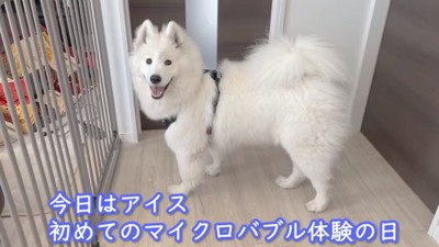 サモエドのアイスちゃん