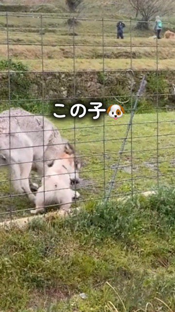 ウルフドッグに詰め寄るポメラニアン