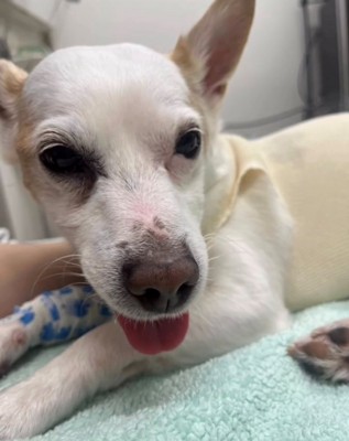 手術直後の犬の顔