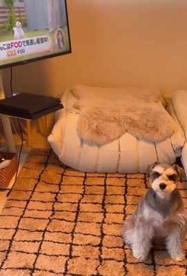 体をこちらに向けて懇願する犬