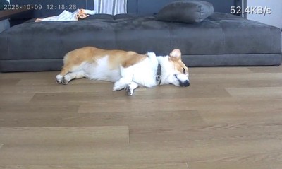 お留守番中のポムちゃん6