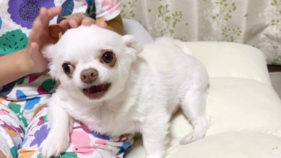 駄々をこね続けています