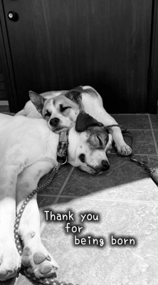 寄り添い合って眠る2頭の犬