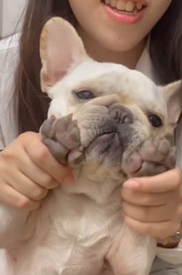 遊んでもらう小型犬