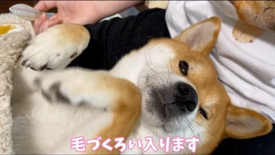 飼い主の膝の上に寝転がりながらカメラを見つめる犬