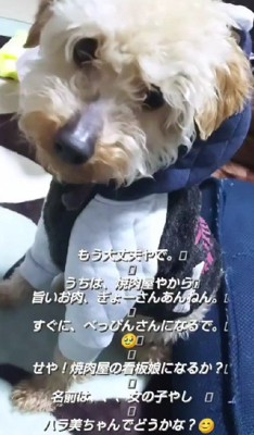 新たな犬生へ