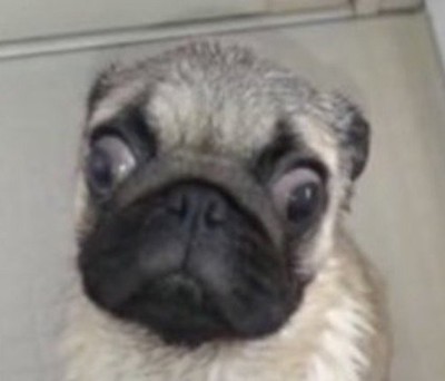 パグくんの変化2