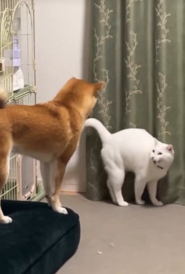 「どこ行くの?一緒に行く!」