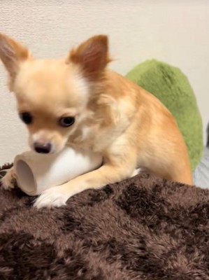 トイレットペーパーを守るジョルノちゃん8