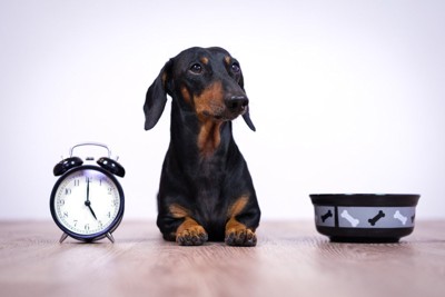 ご飯の時間を待つ犬