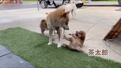 母親犬にじゃれる子犬