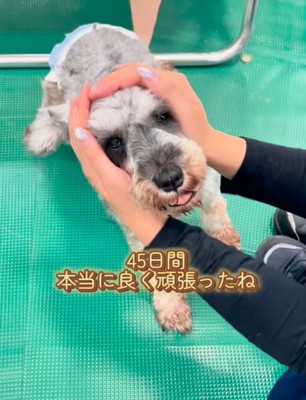 顔を撫でられる犬