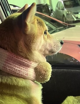 車の外を眺める犬2