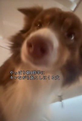 飼い主さんを起こすコロくん