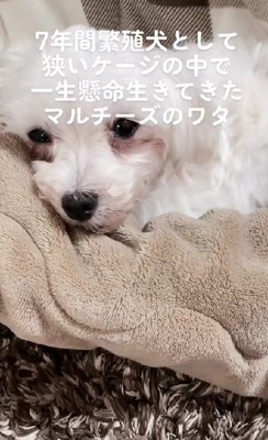 元繁殖犬のワタちゃん