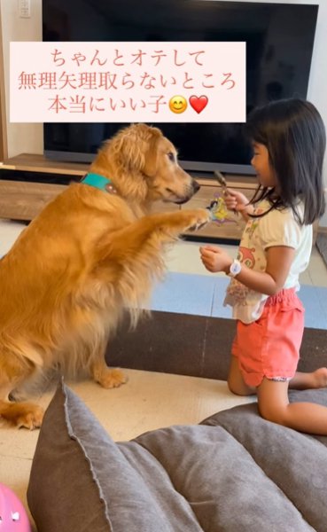 部屋で座るゴールデンレトリバーにおやつをあげようとする幼い女の子