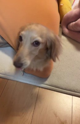 誇らしげなそらちゃんでした