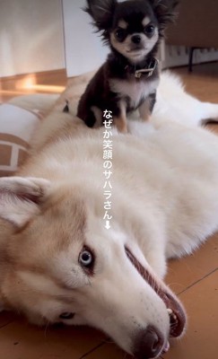 笑顔のサハラ砂漠ちゃん
