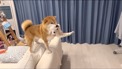 ソファに乗って片足を上げる犬