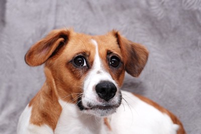 茶白の犬の顔のアップ