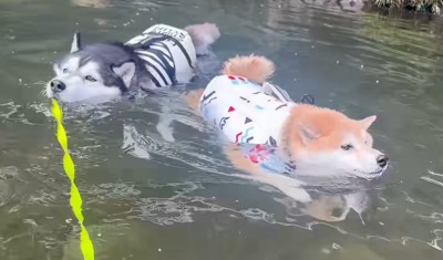 川の中を泳ぐ柴犬とハスキー犬