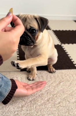 空中で前足を止めながら、飼い主が持っているおやつを見つめる子犬