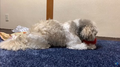 てんぽさんにおもちゃが届いたら8