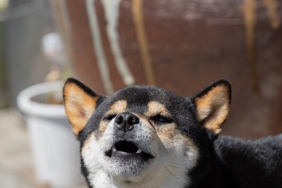 ワンワンと吠える犬