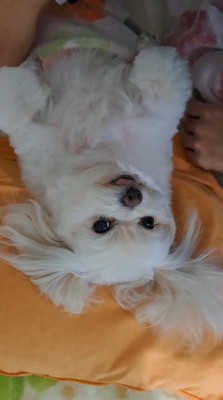 布団で仰向けになってリラックスしている犬