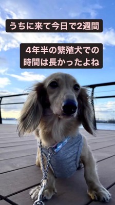 木のデッキの上に座る犬